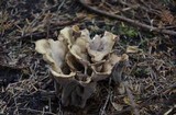 Gomphus clavatus image