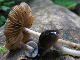 Bolbitius viscosus image