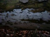 Sistotrema coroniferum image