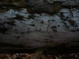 Sistotrema coroniferum image