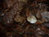 Strobilurus esculentus image