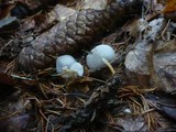 Strobilurus esculentus image