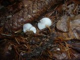 Strobilurus esculentus image