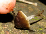 Bolbitius viscosus image
