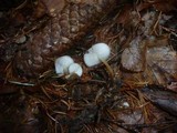 Strobilurus esculentus image