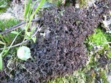 Leptogium palmatum image