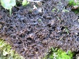 Leptogium palmatum image