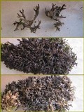 Leptogium palmatum image