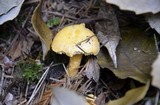 Cantharellus formosus image
