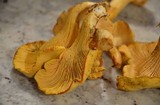 Cantharellus formosus image