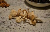 Hydnum oregonense image