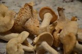 Hydnum oregonense image