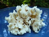 Sparassis crispa image