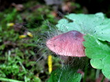 Spinellus fusiger image