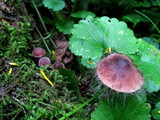 Spinellus fusiger image