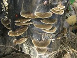 Hexagonia hydnoides image
