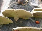 Hexagonia hydnoides image