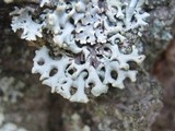 Hypogymnia tubulosa image