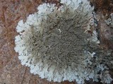 Parmelinopsis minarum image