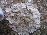 Parmotrema tinctorum image