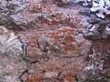 Caloplaca ferruginea image