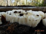 Hericium americanum image