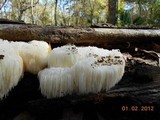 Hericium americanum image