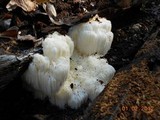 Hericium americanum image
