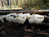 Hericium americanum image