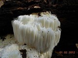 Hericium americanum image