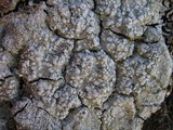 Pertusaria amara f. amara image