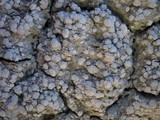 Pertusaria amara f. amara image