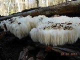 Hericium americanum image