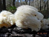 Hericium americanum image