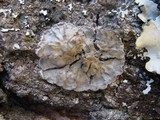 Degelia plumbea image