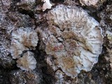 Degelia plumbea image