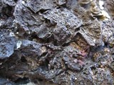 Collema nigrescens image