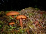 Lactarius luculentus image