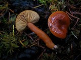 Lactarius luculentus image