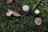 Entoloma undatum image