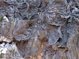 Collema furfuraceum image