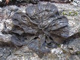 Collema furfuraceum image