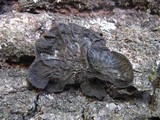Collema furfuraceum image