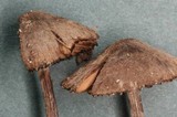 Entoloma araneosum image