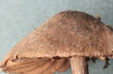Entoloma araneosum image