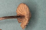 Entoloma araneosum image