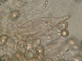 Entoloma araneosum image