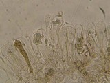 Entoloma araneosum image