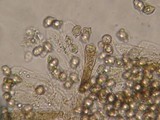 Entoloma araneosum image