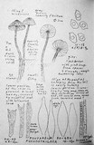 Entoloma araneosum image